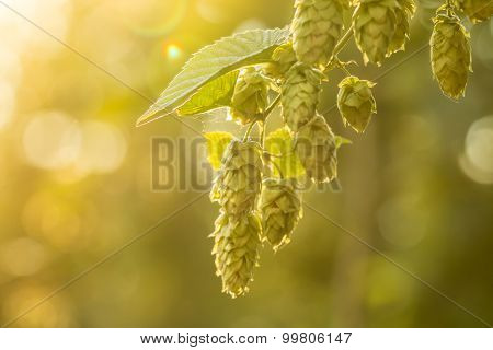 Macro photo of green hops. Shallow depth of field.
