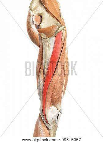 medically accurate illustration of the gracilis