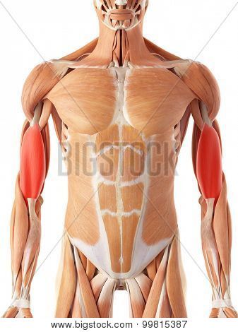 medically accurate illustration of the brachialis