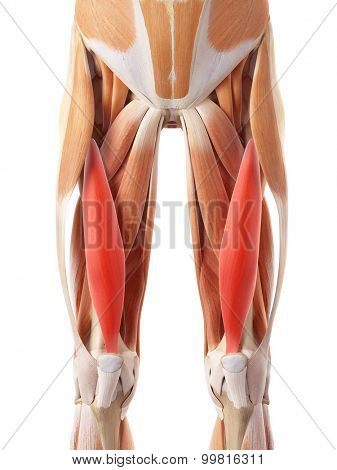 medically accurate illustration of the vastus intermedius
