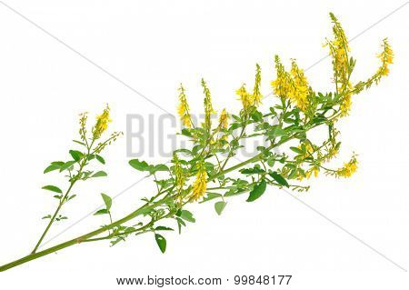 Medicinal plant: Melilotus officinalis (Yellow Sweet Clower)