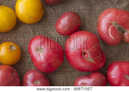 Heirloom or heritage mishapen historical tomatoes on hemp cloth