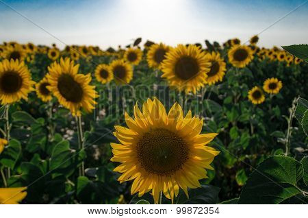 Sunflowers In The Field