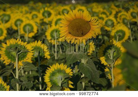 Sunflowers In The Field