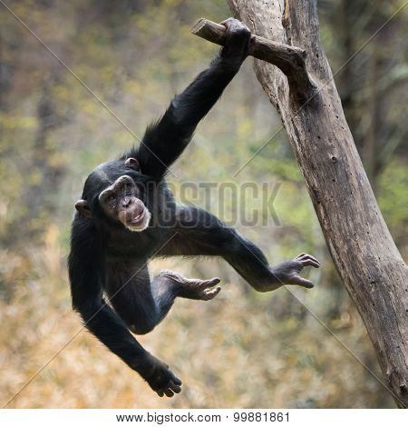 Swinging Chimp