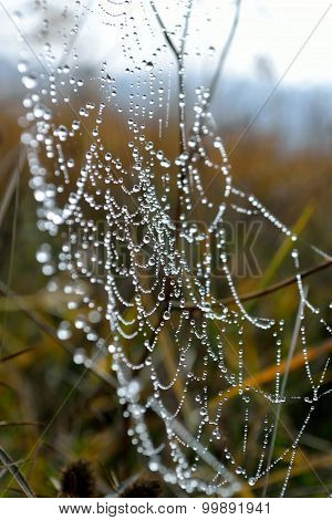 Dew On The Spiderline