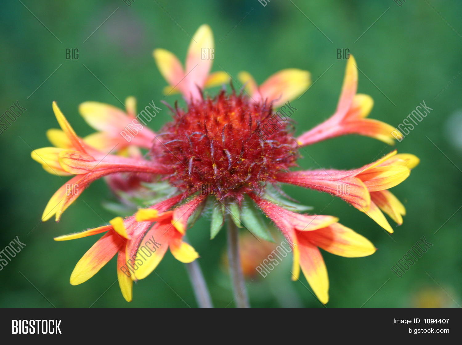 Multy Flower Image & Photo (Free Trial) | Bigstock