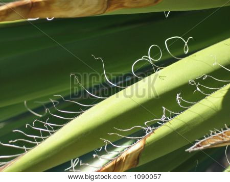 Aloeplant