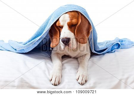 Very Much Sick Dog  On  White Background