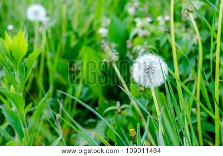 Close Up Of A Dandelion At Otatu Darden