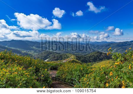 Tung Bua Tong Mexican sunflower in Maehongson Thailand