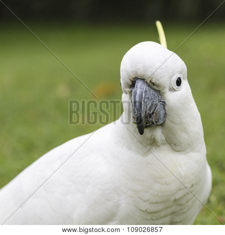 Sulphur-crested Cockatoo (cacatua Galerita)