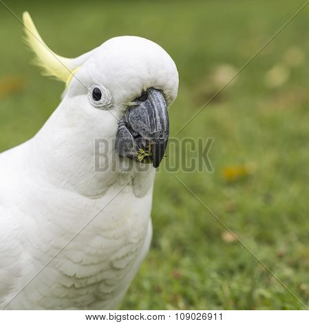 Sulphur-crested Cockatoo (cacatua Galerita)