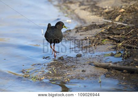 Black Crake Walking Along The Edge Of A Pond Searching Insects