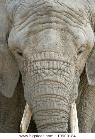Afrikanske elefant