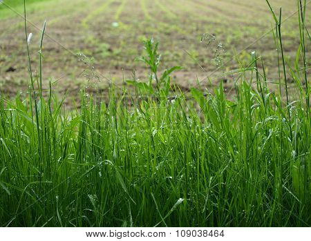 Wet Grass , Sown Fields In The Background
