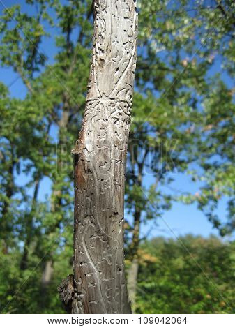 worm-eaten wood