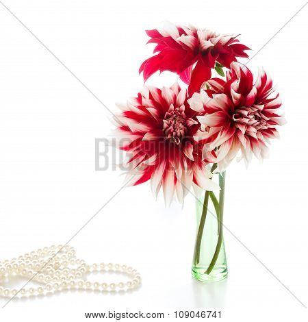 Three Dahlia On White Background.