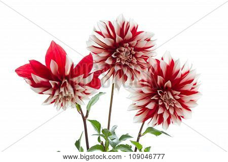 Three Dahlia On White Background.