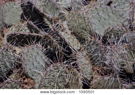 Cactus Closeup