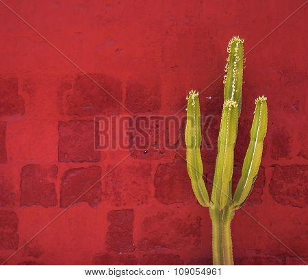 Green Cactus Over Red Wall, Santa Catalina Monastery, Arequipa, Peru