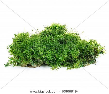 Beautiful Green Moss Close-up Isolated On A White Background.