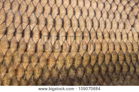 Fish scales background close up 
