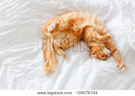 Ginger Cat Lies On Bed. The Fluffy Pet Comfortably Settled To Sleep Or To Play. Cute Cozy Background