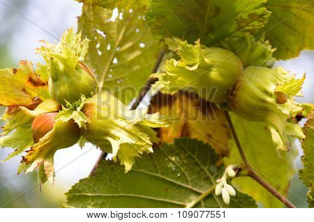 Green hazelnut