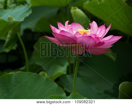 lotus flower