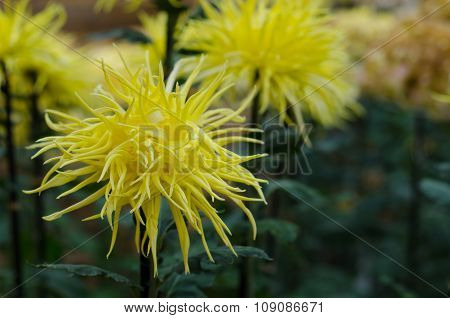 Japanese Chrysanthemums On Display At The Naritasan Shin Shoji Temple In Narita, Japan