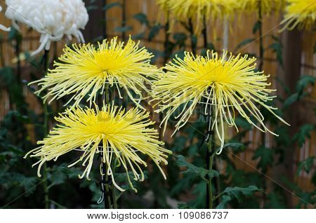 Japanese Chrysanthemums On Display At The Naritasan Shin Shoji Temple In Narita, Japan