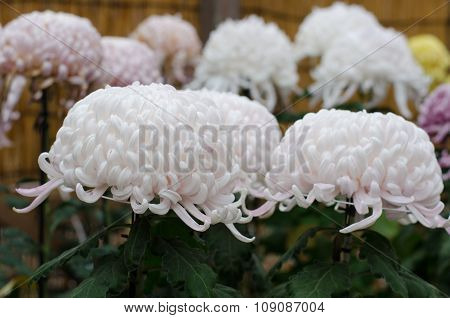 Japanese Chrysanthemums On Display At The Naritasan Shin Shoji Temple In Narita, Japan