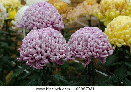 Japanese Chrysanthemums On Display At The Naritasan Shin Shoji Temple In Narita, Japan