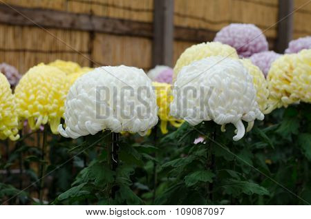 Japanese Chrysanthemums On Display At The Naritasan Shin Shoji Temple In Narita, Japan