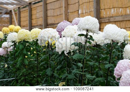 Japanese Chrysanthemums On Display At The Naritasan Shin Shoji Temple In Narita, Japan