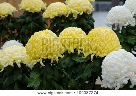 Japanese Chrysanthemums On Display At The Naritasan Shin Shoji Temple In Narita, Japan