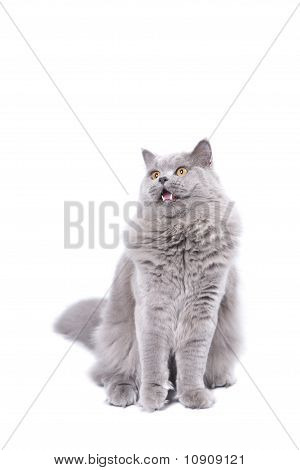Aufgeregt britische Katze isoliert