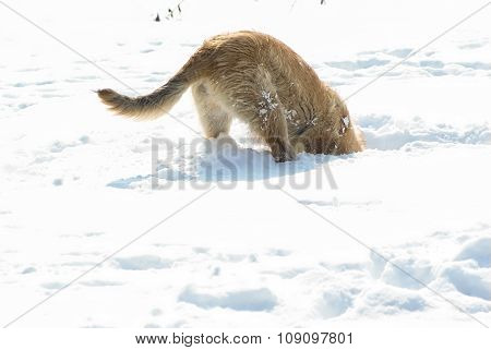 Curious red dog is looking for something in the deep snow.