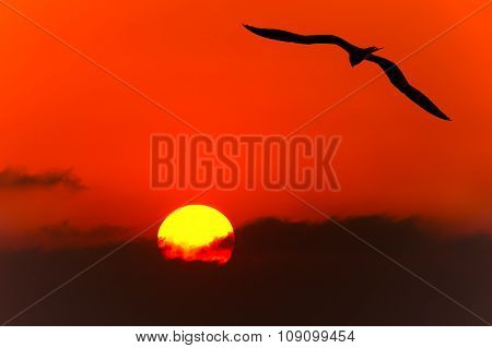 Bird Silhouette
