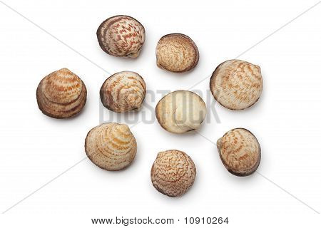 Čerstvě uzavřené psa srdcovky