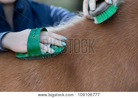 Girl Grooming Horse