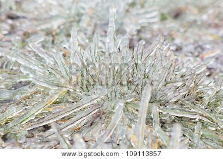 Tussock Icy Grass On A Winter Day, Close-up