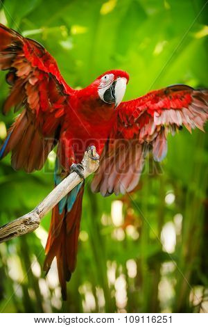 Red-and-green macaw sitting on branch over blue sky