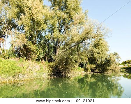 Wild Brenta River
