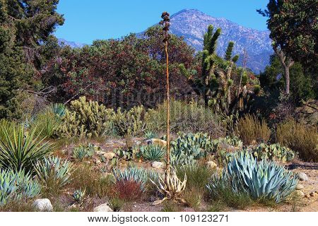 High Desert Landscape
