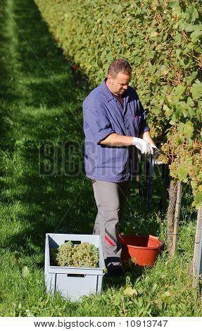 Vintner ใน Wineyard