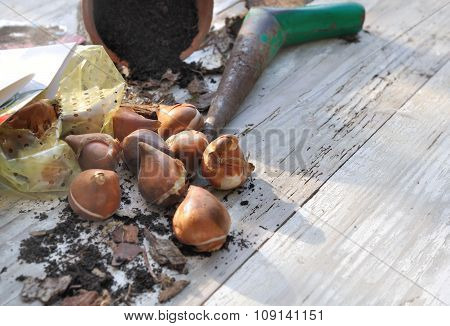 Flower Bulbs