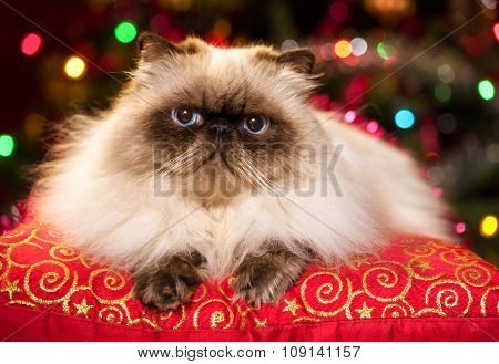 Cute Persian Cat Lying On A Christmas Cushion With Bokeh