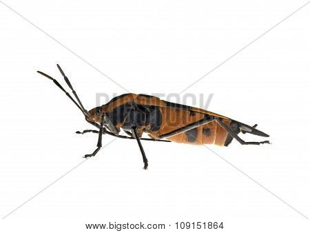 Milkweed Bug